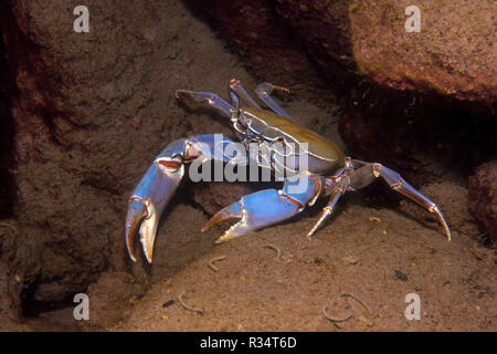 Malawi crabe bleu (Potamonautes orbitospinus), endémique dans le lac Malawi, Malawi, Afrique de l'Est, l'Afrique Banque D'Images