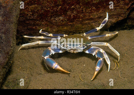 Malawi crabe bleu (Potamonautes orbitospinus), endémique dans le lac Malawi, Malawi, Afrique de l'Est, l'Afrique Banque D'Images