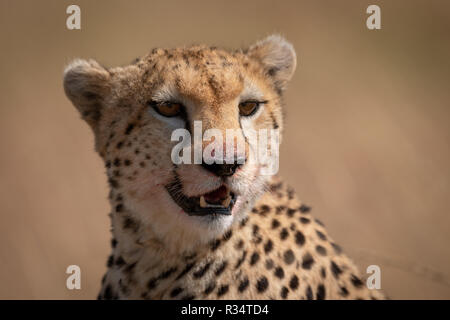 Close-up de guépard assis avec visage sanglant Banque D'Images