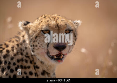 Close-up de guépard assis avec lèvres sanglantes Banque D'Images