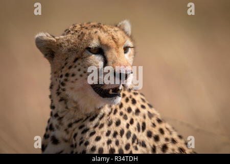 Close-up de guépard assis avec bouche sanglante Banque D'Images