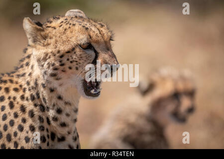 Close-up of cheetah cub floue à côté de bâillement Banque D'Images