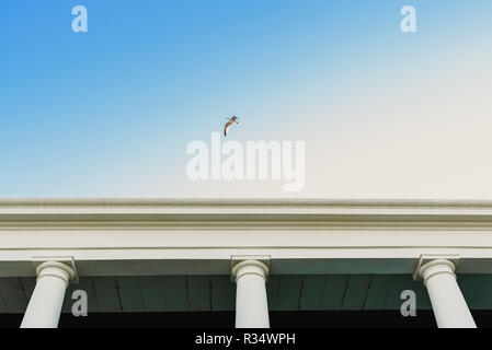 Mouette volant au-dessus d'un ancien bâtiment avec de grandes colonnes. Banque D'Images