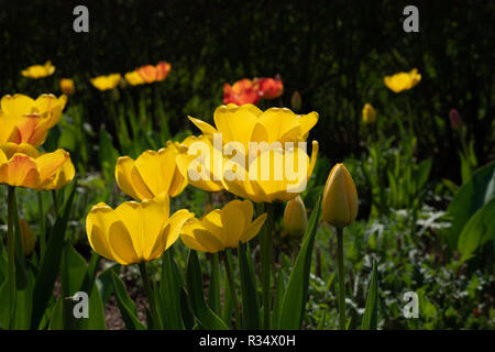 Voir ci-dessous de tulipes fleurs Banque D'Images