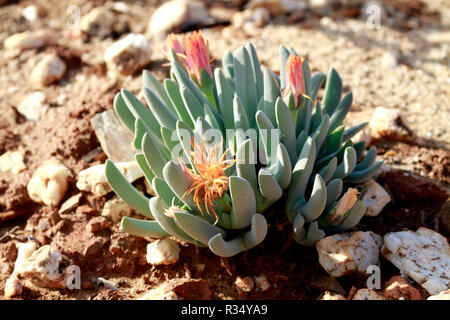 Le désert du Karoo National Botanical Garden à Worcester au pied de la rivière Hex Montagnes dans la province du Cap-Occidental en Afrique du Sud. Banque D'Images