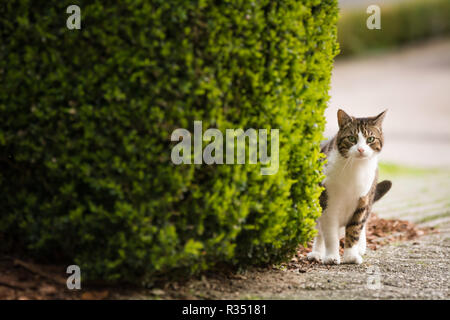 Un chat est dans le domaine de l'​​Her accueil Banque D'Images