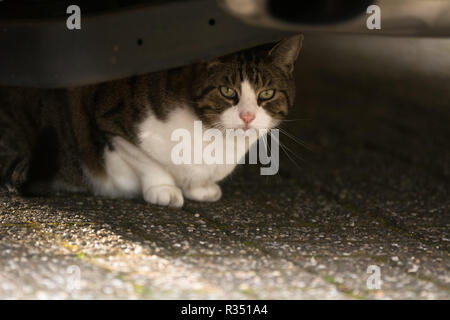 Un chat est dans le domaine de l'​​Her accueil Banque D'Images