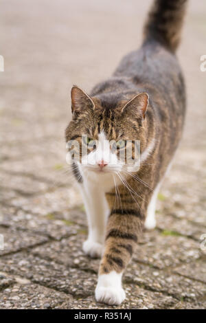 Un chat est sur son chemin de la maison Banque D'Images