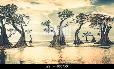 Les palétuviers, silhouettes, reflétée dans l'eau de l'océan. La scène incroyable coucher du soleil brillant sur les mangroves. L'île de Sumba, Indonésie. Idéal fo Banque D'Images