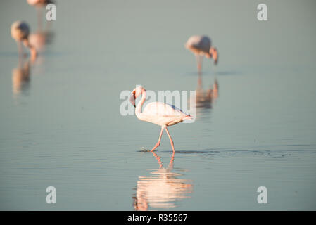 Flamant rose à l'Etosha Banque D'Images