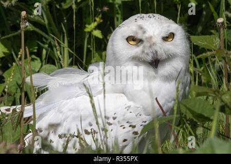 Le harfang des neiges (Bubo scandiacus) Banque D'Images