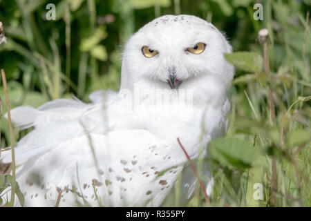 Le harfang des neiges (Bubo scandiacus) Banque D'Images