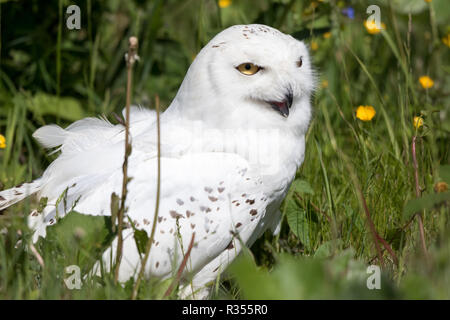 Le harfang des neiges (Bubo scandiacus) Banque D'Images