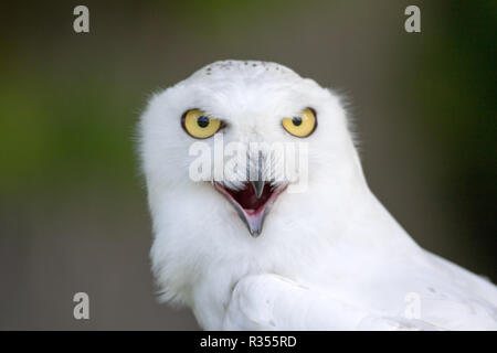 Le harfang des neiges (Bubo scandiacus) Banque D'Images