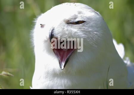 Le harfang des neiges (Bubo scandiacus) Banque D'Images