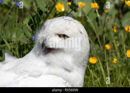 Le harfang des neiges (Bubo scandiacus) Banque D'Images