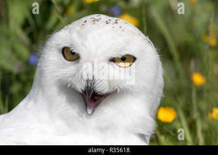 Le harfang des neiges (Bubo scandiacus) Banque D'Images