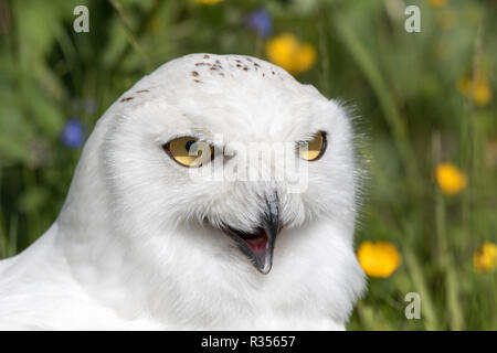 Le harfang des neiges (Bubo scandiacus) Banque D'Images