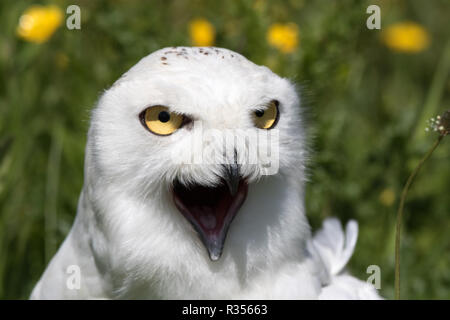 Le harfang des neiges (Bubo scandiacus) Banque D'Images