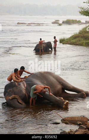 Le bain des éléphants dans la rivière Periyar, Banque D'Images