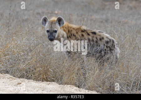 L'hyène tachetée ou rire hyène (Crocuta crocuta), Cub, debout sur le bord d'une route de terre, Kruger National Park, Afrique du Sud, l'Afrique Banque D'Images
