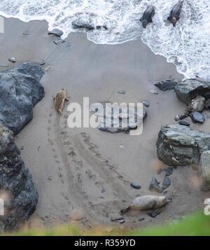 Les phoques gris et phoques vue sur le sable et dans les vagues de la falaise au-dessus. Un abri sûr inaccessible aux marcheurs à Mutton Cove, Cornwall. Banque D'Images