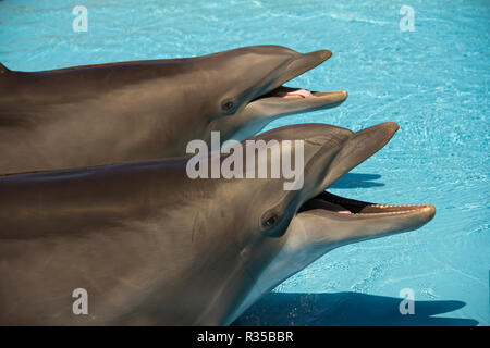 Portrait of happy smiling dauphins nager et jouer dans l'eau bleue Banque D'Images