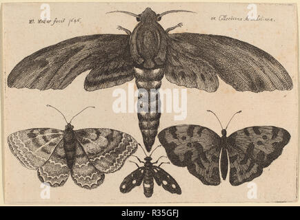 La teigne et trois papillons. En date du : 1646. Technique : gravure. Musée : National Gallery of Art, Washington DC. Auteur : Wenceslaus Hollar. Banque D'Images