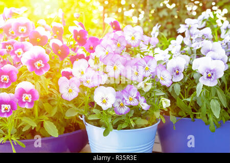 Mauve, violet et bleu fleur dans 3 pots différents sur un balcon table lumineuse dans la lumière du soleil du printemps, l'arrière-plan modèle Banque D'Images