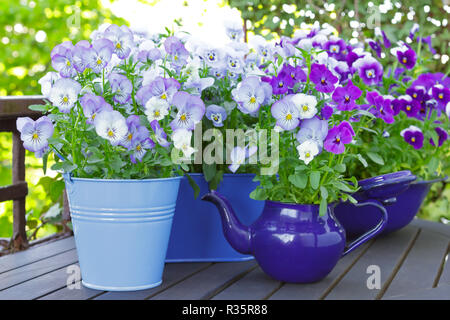 Violet, Bleu et violet fleur dans 3 pots émaillés et un pot sur un balcon en bois table en printemps, arrière-plan modèle Banque D'Images