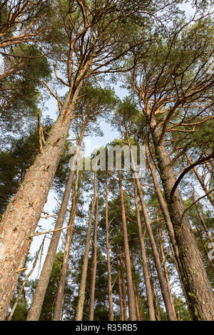 Le pin sylvestre en forêt écossaise à Abernethy dans les Highlands d'Ecosse. Banque D'Images