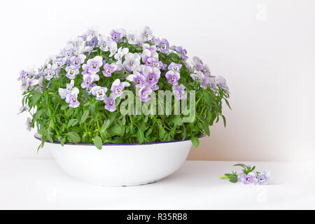 Fleur dans les tons de mauve, violet et bleu dans un lavabo ou un bol sur fond blanc, de la copie ou de l'espace texte Banque D'Images