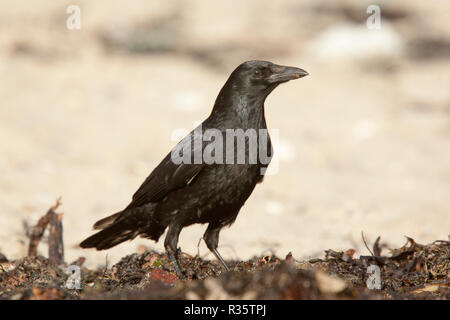 Corneille, (Corvus corone), Marazion, Cornwall, UK. Banque D'Images