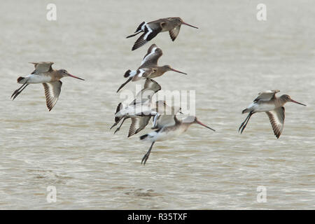 Les barges à queue noire (Limosa limosa) en vol, King's Lynn, Norfolk, Royaume-Uni. Banque D'Images