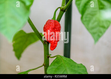 Red hot chili pepper Trinidad scorpion sur une plante. Poivron Capsicum chinense sur une plante verte avec des feuilles dans le jardin d'accueil ou une ferme. Banque D'Images