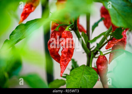 Red hot chili pepper ghost Bhut Jolokia sur une plante. Poivron Capsicum chinense sur une plante verte avec des feuilles dans le jardin d'accueil ou une ferme. Banque D'Images