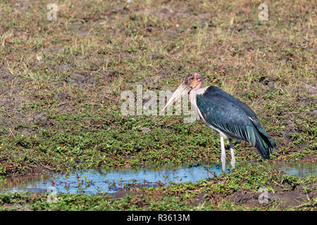 Grande Chasse au trésor (crumeniferus Marabou cigognes Flamant rose (Phoenicopterus ruber),l'Ciconiidae dans le Chobe National Park, Botswana, Africa Banque D'Images