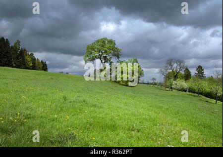 Prairie ensoleillée avec des nuages de tempête Banque D'Images