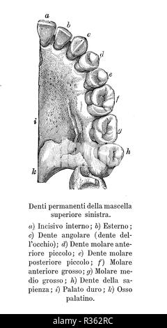 Vintage illustration de l'anatomie, les dents permanentes de la mâchoire supérieure gauche italienne avec des descriptions anatomiques Banque D'Images