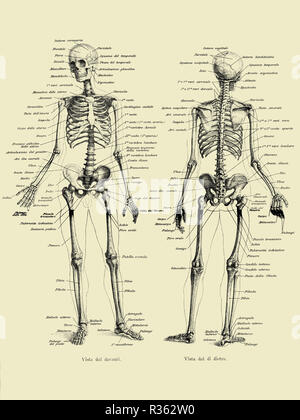 Vintage illustration de l'anatomie, la structure du squelette osseux complet de l'avant et l'arrière avec des descriptions anatomiques Italien Banque D'Images
