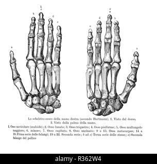 Vintage illustration de l'anatomie, la main droite d'os, de retour et palm view avec des descriptions anatomiques Italien Banque D'Images