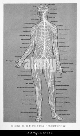 Vintage illustration de l'anatomie, le cerveau, la moelle épinière et les nerfs spinaux avec descriptions anatomiques Italien Banque D'Images