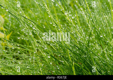 L'herbe longue avec perles de pluie accroché le serré Banque D'Images