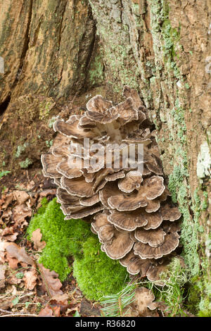 Poule des bois, champignons Grifola frondosa, croissante à la base de l'arbre. L'automne 2014. New Forest Hampshire England UK GO Banque D'Images
