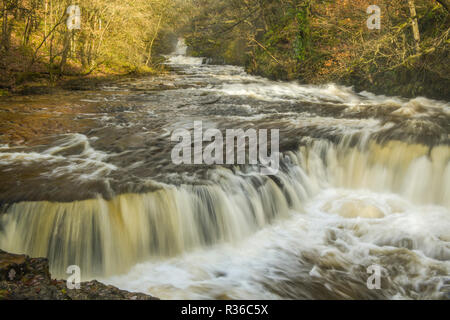 Le Horseshoe Falls sur la rivière Neath en automne après de fortes pluies. Vallée de Neath dans le parc national de Brecon Beacons. Banque D'Images