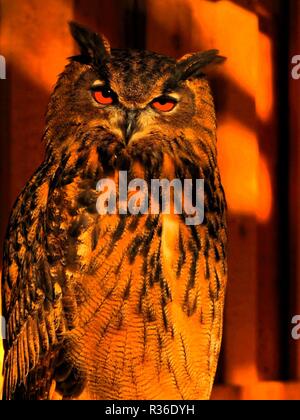 Owl dans le monde d'aventure en forêt.st kanzian Banque D'Images