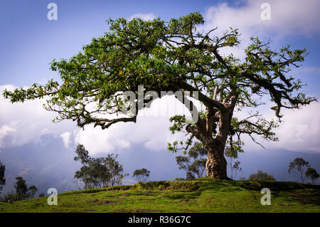 El Lechero, un arbre sacré d'une mythologie locale à Otavalo, Equateur. Cet arbre fait partie d'une mythologie locale et pense à house l'âme d'un maudit Banque D'Images
