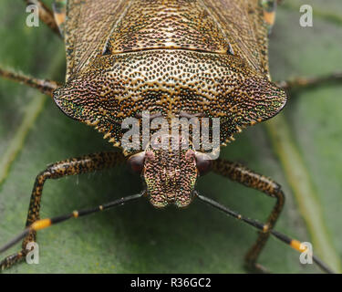 Gros plan de la tête d'un Shieldbug Troilus luridus (Bronze) reposant sur une feuille. Tipperary, Irlande Banque D'Images