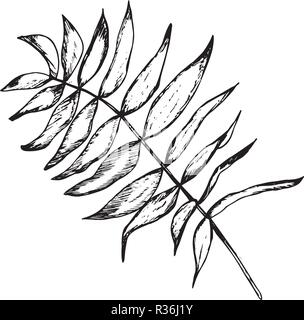 Noir blanc illustration d'une branche avec des feuilles de plantes de la fractale. Illustration de Vecteur