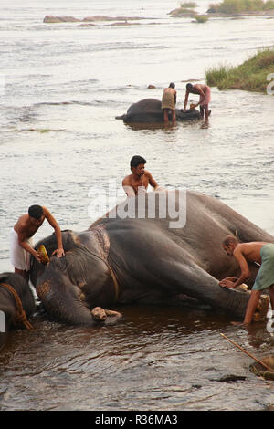 Le bain des éléphants dans la rivière Periyar, Banque D'Images